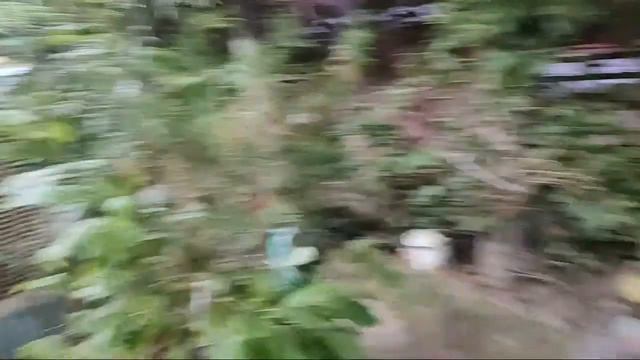 क्या हमें कोई हक है शुद्ध हवा अगर हम खुद घर में पोधे नहीं