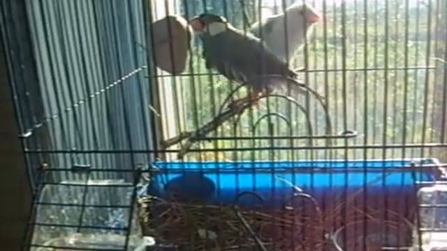 Рисовые амадины\Утро,чистят перышки