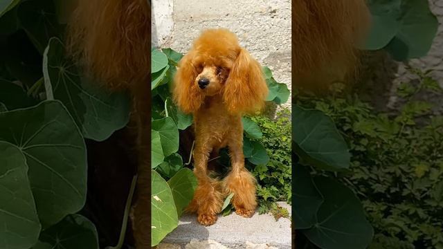 МУСЯ#тойпудель #red #красный