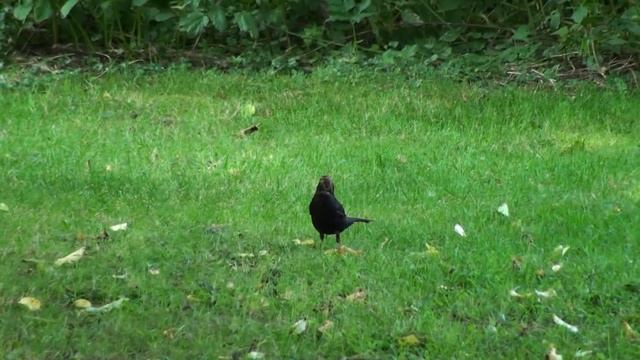 Аахен   Дюссельдорф 16 08 14