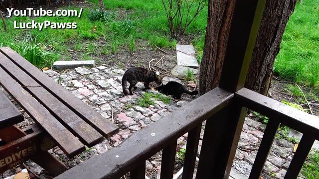 Poor Cats Live In A Camellia And Cant't Stop Playing | Lucky Paws