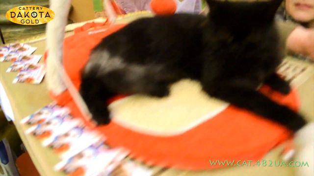 E9fa54c31b8aa02666744599980e38b3