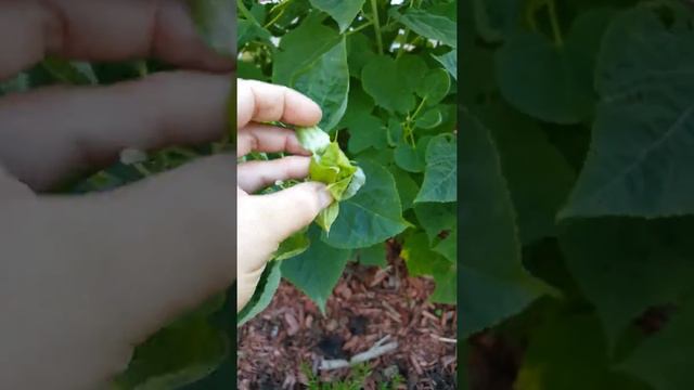 Collecting Hardy Hibiscus Seeds