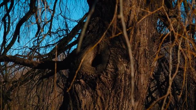 SONY FX30 + E16-55 2.8F G 4K 10bit 4:2:2 S-log3 Footage