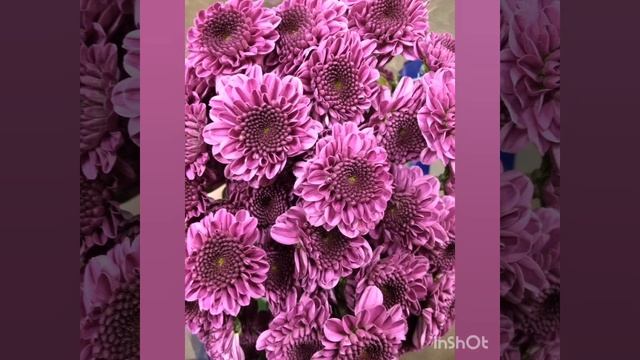 Поздравление с днём рождения девушки, жене, подруги, тёте с песней Барбарики 