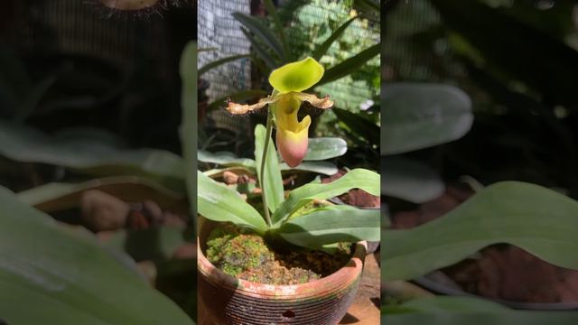 Paphiopedilum Pinoccio X Primulinum Album