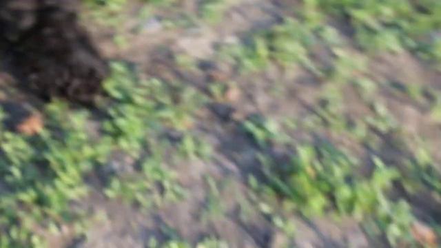 Щенок чёрного той-пуделя