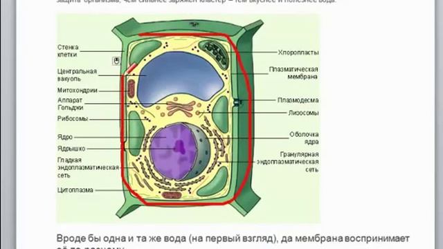 Вода  Живая вода  Структуратор для воды   1 часть