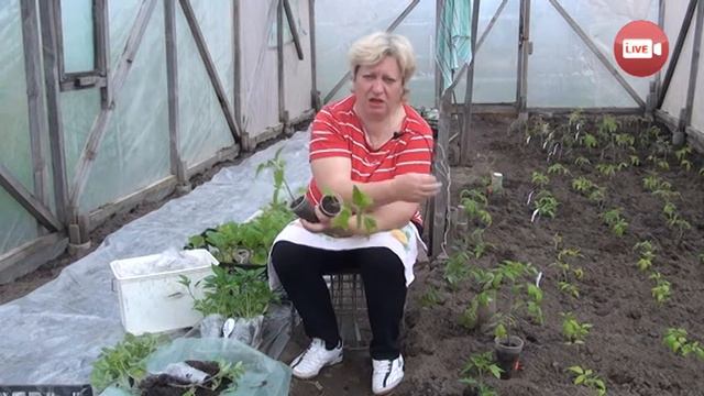 Персональный блог садовода и огородника Светланы Кацаповой 36 вып (высадка рассады в теплицы)