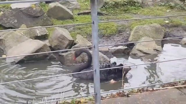 Amsterdam Zoo Artis Tour#Aquarium#Elephants#lions#Giraffe, Birds And Much More