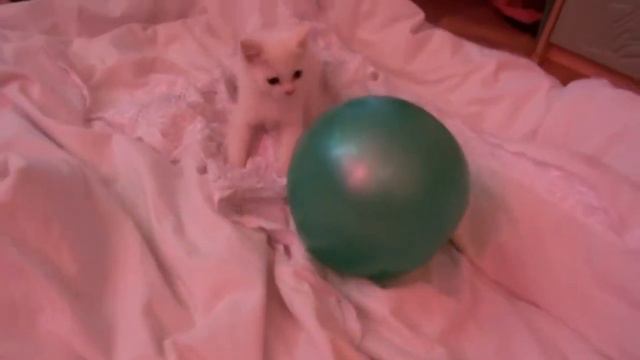 Котенок играет с рукой. Смешные котята.