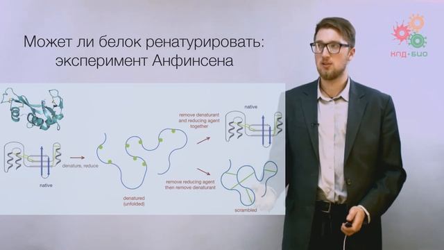 Биологические макромолекулы. Трехмерная организация и функции белков (без музыки)