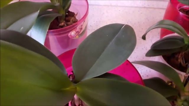 Орхидеи Фаленопсисы обзор на 11.01.2017г.