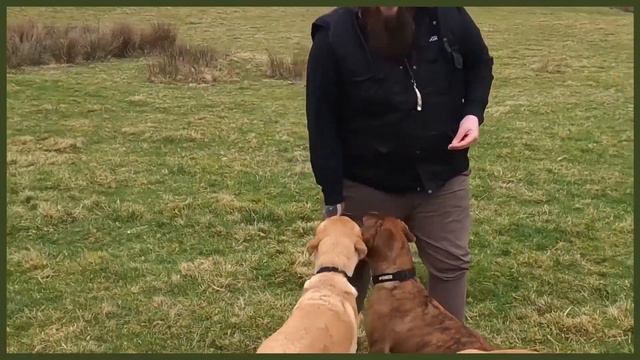 YORKSHIRE TERRIER HISTORY DEEPDIVE