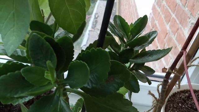 Комнатные Растения. Балкон В Сентябре. 18.09.21.