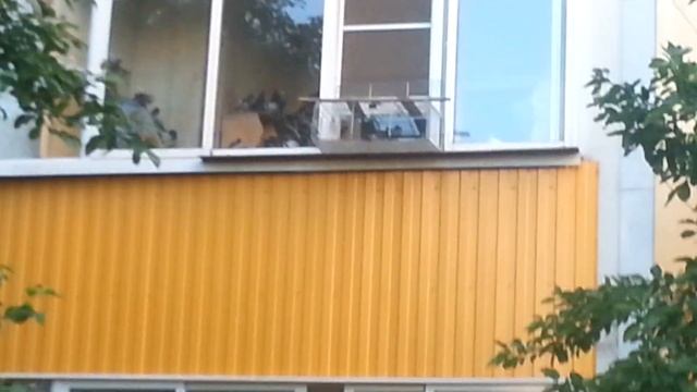 Голубятня москва