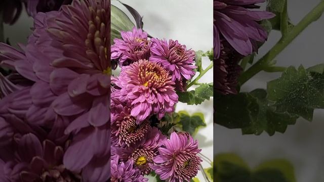 Корейская хризантема Дальневосточница  #chrysanthemumflower #мультифлора #цветы #хризантема