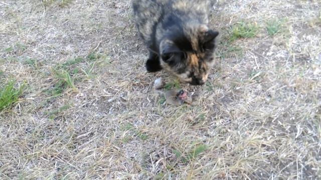 E76c5317cd868910907f6a789d47204c