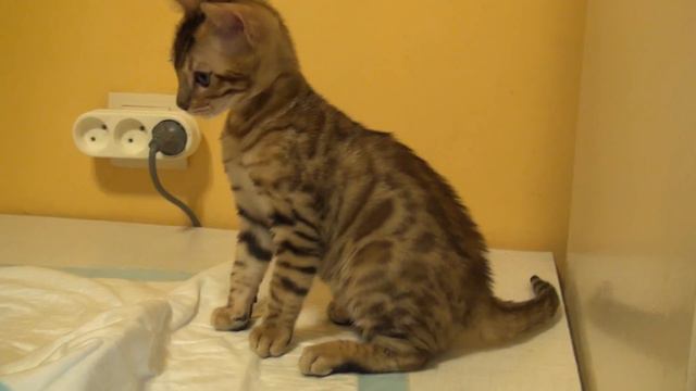 98a9adeadcc18fba39ab3dad67985ca6