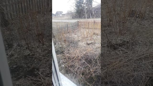 птица в малине