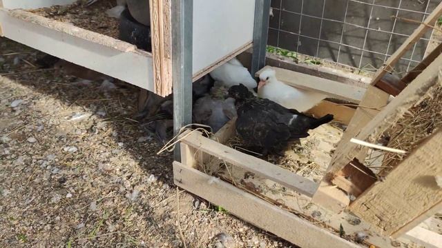 голуби привезенные из Армении начинают плодиться