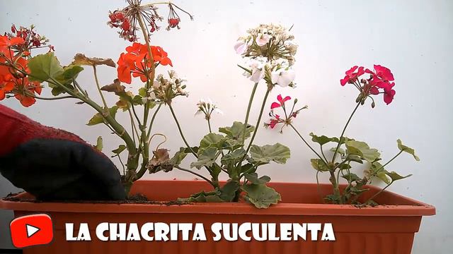 Como Trasplantar Geranios Metodo Eficaz