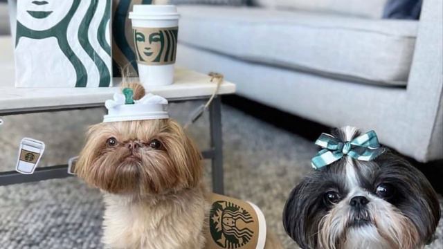 Las CARITAS ♥️ Más BELLAS | FOTOS De PERROS SHIH TZU