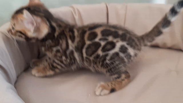 Бенгальский котик.