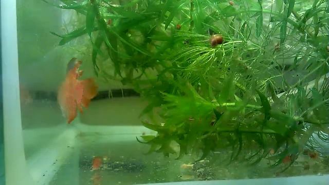 Болезни лялиусов