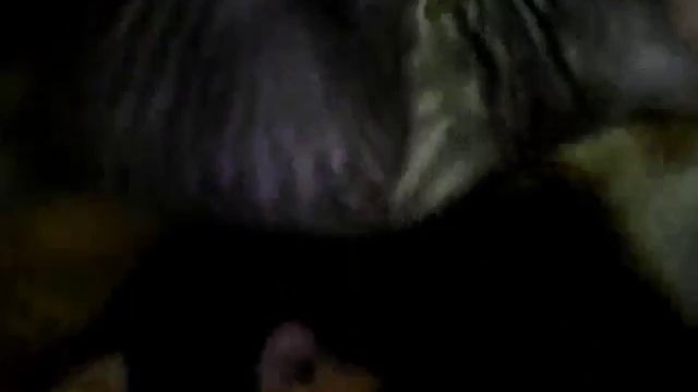 Бедная кошка и спящая собака