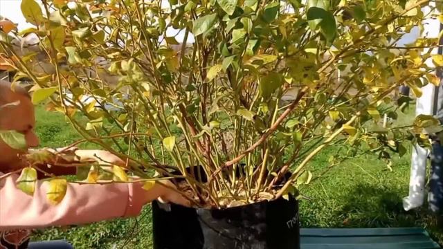 Мастер-класс по обрезке голубики: секреты успешной практики