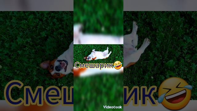 знакомьтесь Рокки Крокки