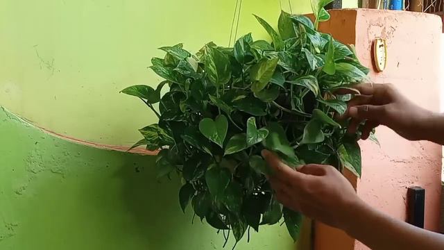 Cara Baru Merangkai Sirih Gading Menjadi Rimbun | New Way To Arrange Money Plants Round And Lush