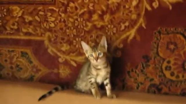 Бенгальский котенок - 3