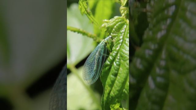Златоглазка жемчужная / Миллиметровая Вселенная