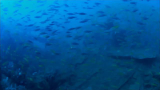 In Search Of His Great Grandfathers Ship - MV Tricolor 1931