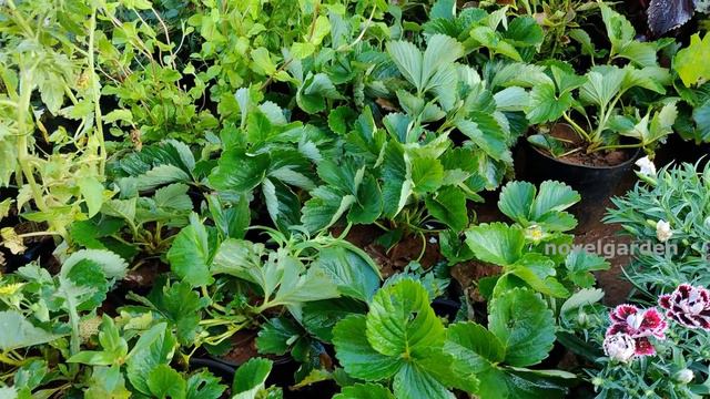 70 Year Old Roadside Plant Market Visit | 250+ Plant Varieties | Pallavaram Friday Market