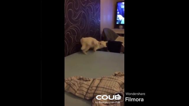 3 Random Coub Videos #5 (cat Edition)