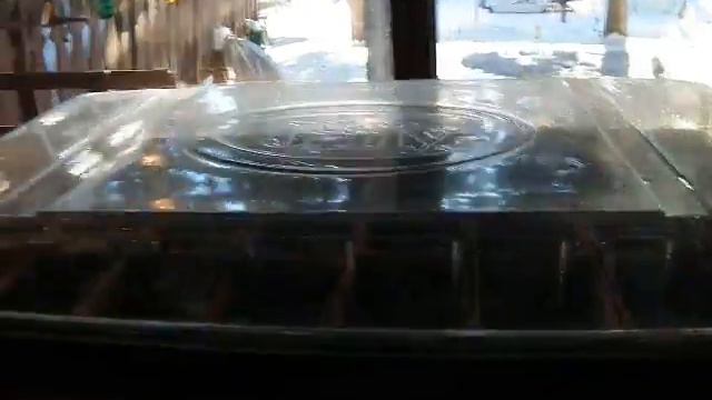 Ramona's Petunias January 23, 2011 Getting The Solarium Ready