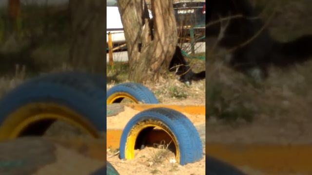 Кошка на поводке