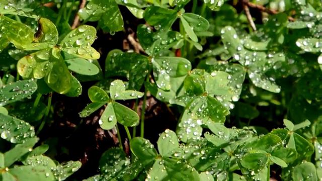 Дикая природа нашей Планеты. Медитация. Soothing Music