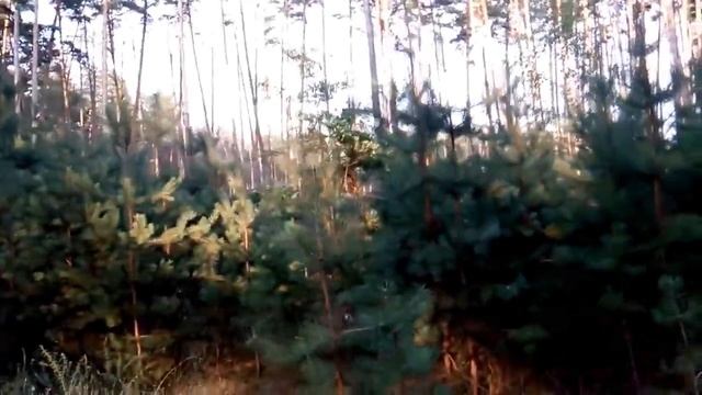 Поляна в лесу Красивая природа  Glade In The Forest Beautiful Nature