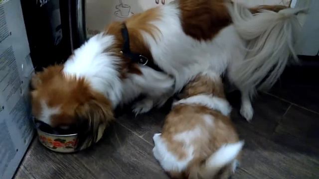 Манюньки хины