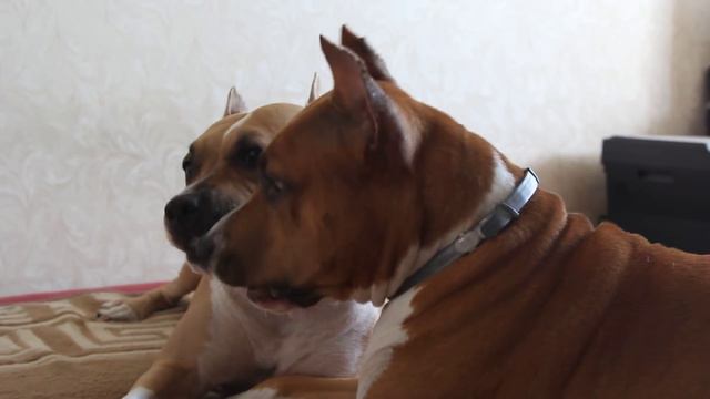 Амстаффы Гайджевел'с : одна жевачка на двоих)))