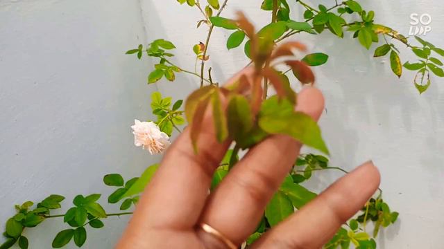 എൻ്റെ Magical Fertilizer Update