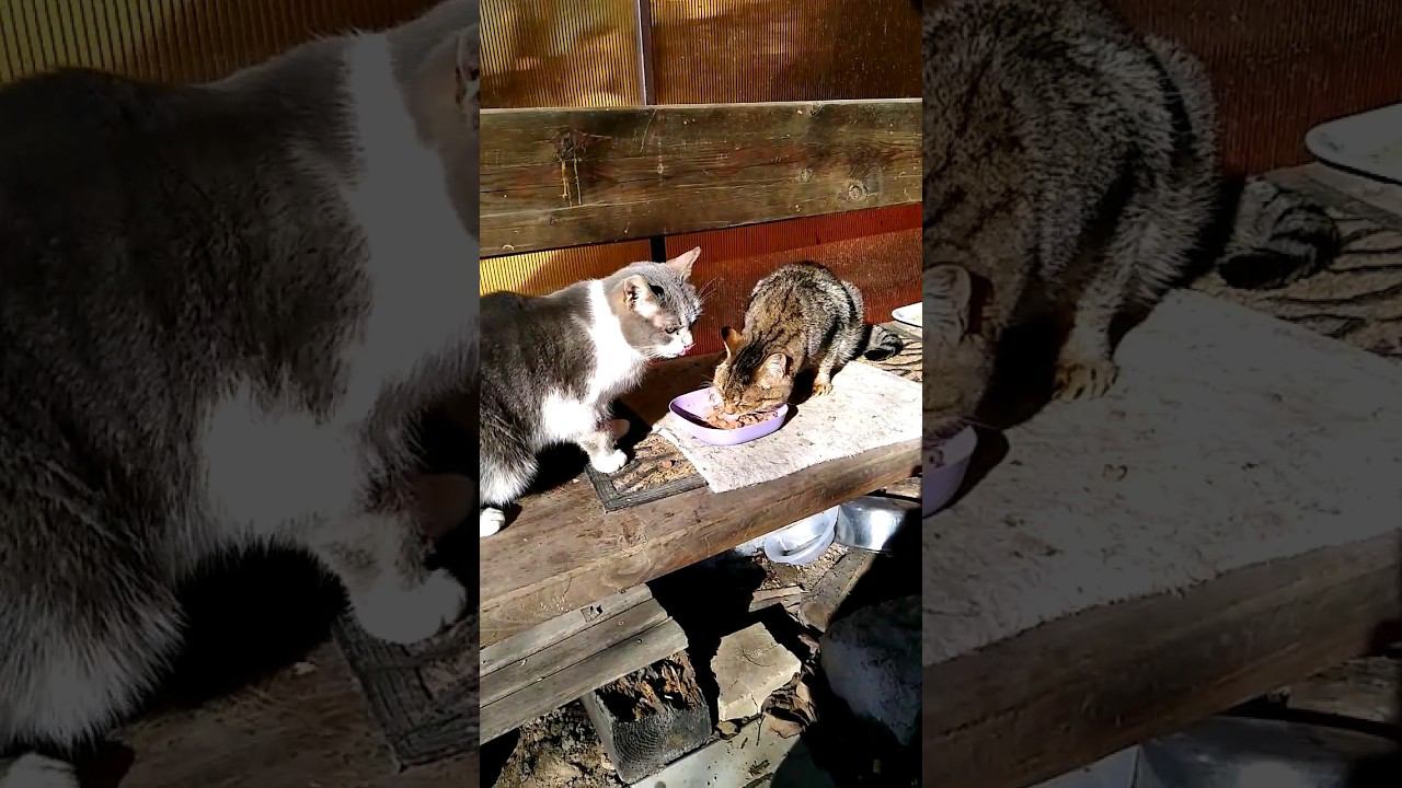 Дачный пункт приема пищи для бродячих кошек #straycats #бродячийкот  #cat #gato #Katze #chat #kedi