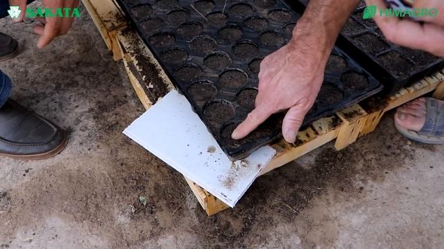 Оддий усулда кўчат етиштириш жараёни (Broccoli Naxos F1-Sakata)