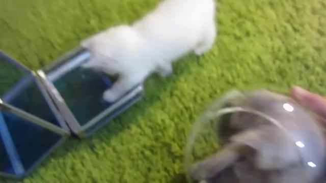 серенький и беленький котята (породы 