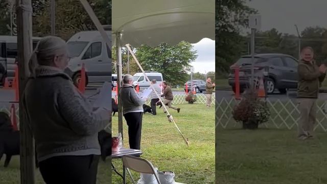 미국 라브라도 리트리버 스페셜티 도그쇼 1등 한국인 쇼맨쉽 American Kennel Club Labrador Retriever Specialty Dog Show Winner