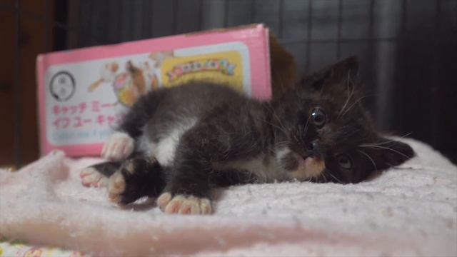 ここ数日で物凄い成長を見せる子猫。